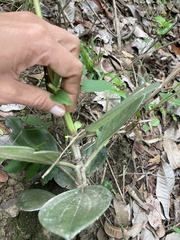 Piperales