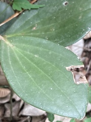 Piperales