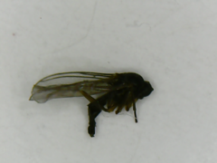 Diptera