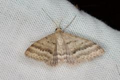 Scopula lydia