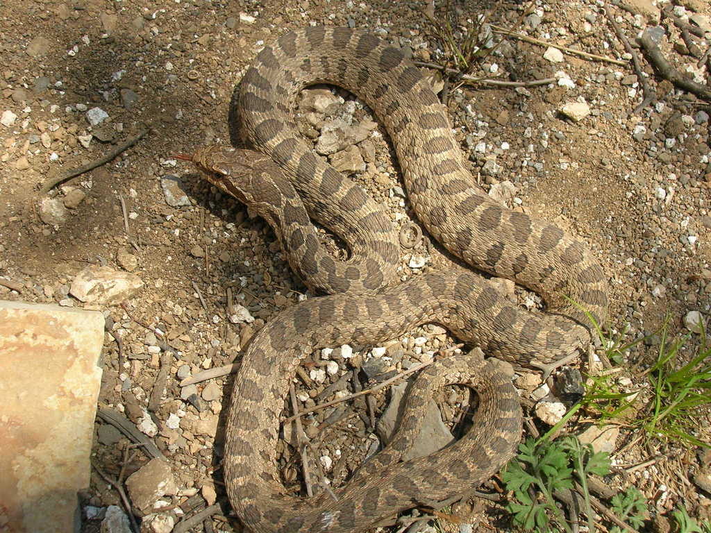 Pere David's Rat Snake
