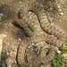Père David's Ratsnake - Photo (c) Scott Lupien, some rights reserved (CC BY-NC), uploaded by Scott Lupien