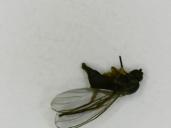 Diptera