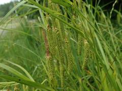 Carex dimorpholepis