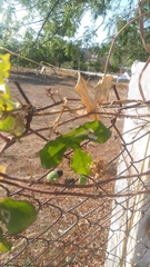 Passiflora viridiflora