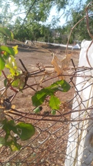 Passiflora viridiflora