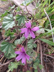 Malva sylvestris sylvestris