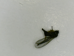 Diptera