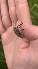 Julodis