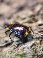 Physodera dejeani