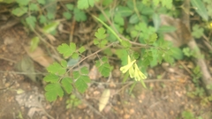 Corydalis balansae
