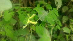 Corydalis balansae