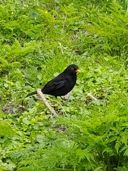 Turdus merula