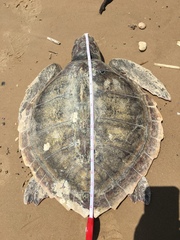 Lepidochelys kempii