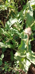 Leptostelma maximum