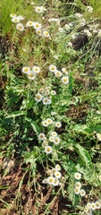 Leptostelma maximum