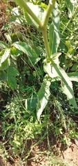 Leptostelma maximum