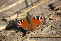 Aglais io
