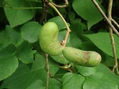 Akebia trifoliata