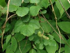Akebia trifoliata