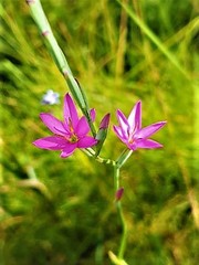Hesperantha baurii