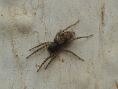 Arctosa perita