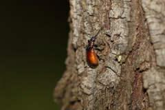 Ecnolagria rufescens