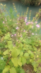 Clinopodium chinense