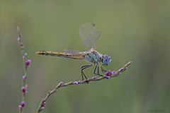 Sympetrum fonscolombii
