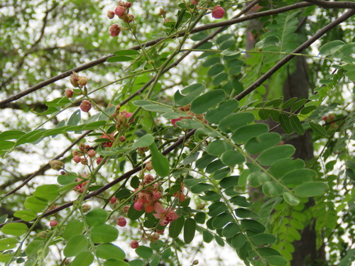 Roxburgh's cassia (Cassia roxburghii)
