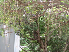 Kigelia africana