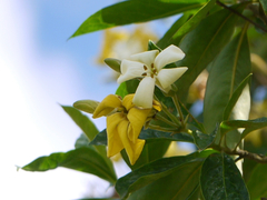 Hymenosporum flavum