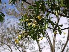 Hymenosporum flavum