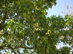 Hymenosporum flavum