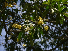 Hymenosporum flavum