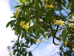 Hymenosporum flavum
