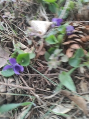 Viola odorata
