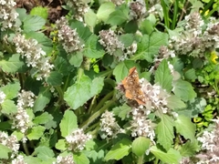 Ctenoptilum vasava