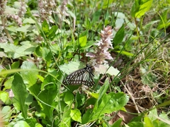 Graphium leechi