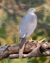 Shikra photo 5