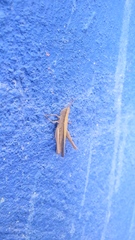 Dichromorpha prominula