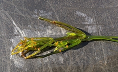 Chara australis