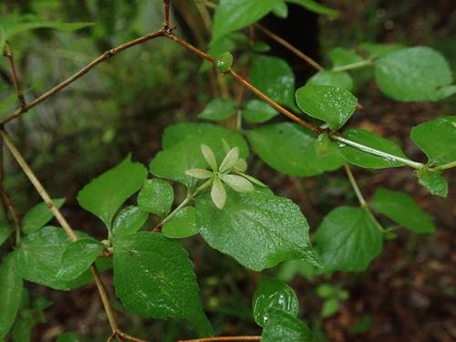 Abelia spathulata iNat (3)