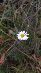 Brachyscome aculeata