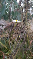 Brachyscome aculeata