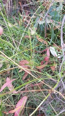 Brachyscome aculeata