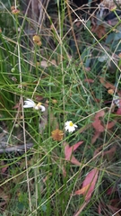 Brachyscome aculeata