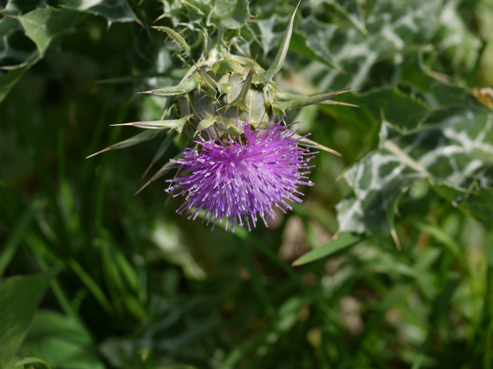 Silybum marianum (L.) Gaertn.