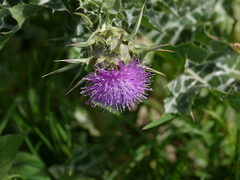 Silybum marianum