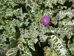Silybum marianum